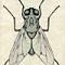 Fly