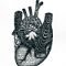 Heart 1