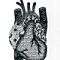 Heart 2