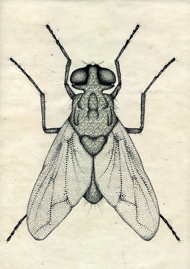 Insectes